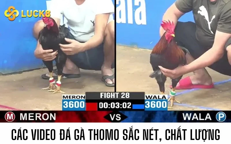 Các video chọi gà Thomo sắc nét, chất lượng