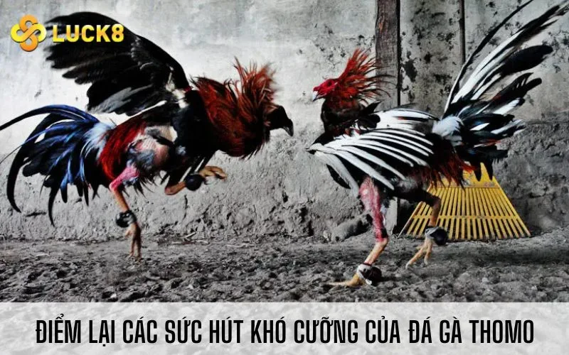 Điểm lại các sức hút khó cưỡng của đá gà Thomo