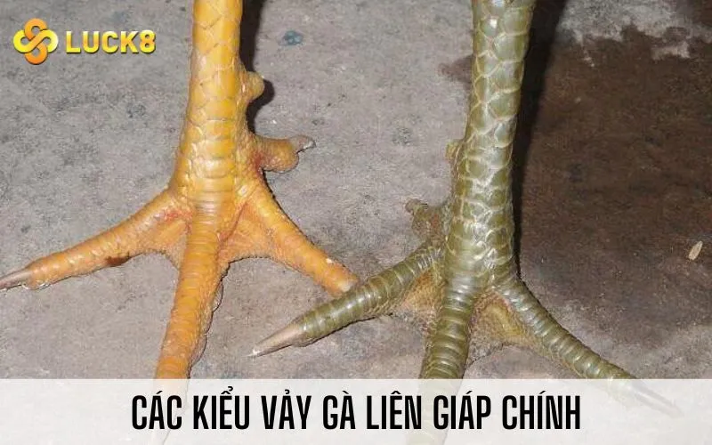 Các kiểu vảy gà liên giáp chính