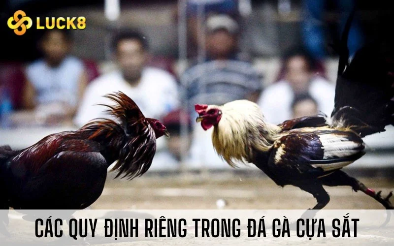 Những tiêu chí chọn lựa gà tre trống đá hay