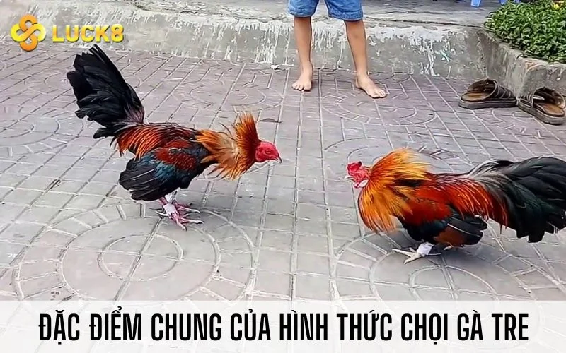 Đặc điểm chung của hình thức chọi gà tre
