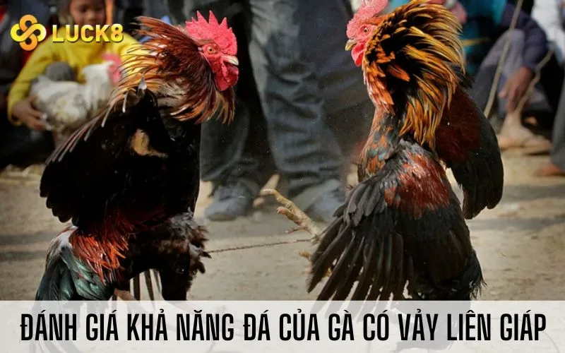 Đánh giá khả năng đá của gà có vảy liên giáp