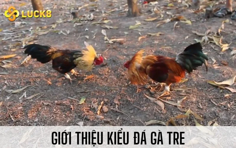 Giới thiệu kiểu đá gà tre