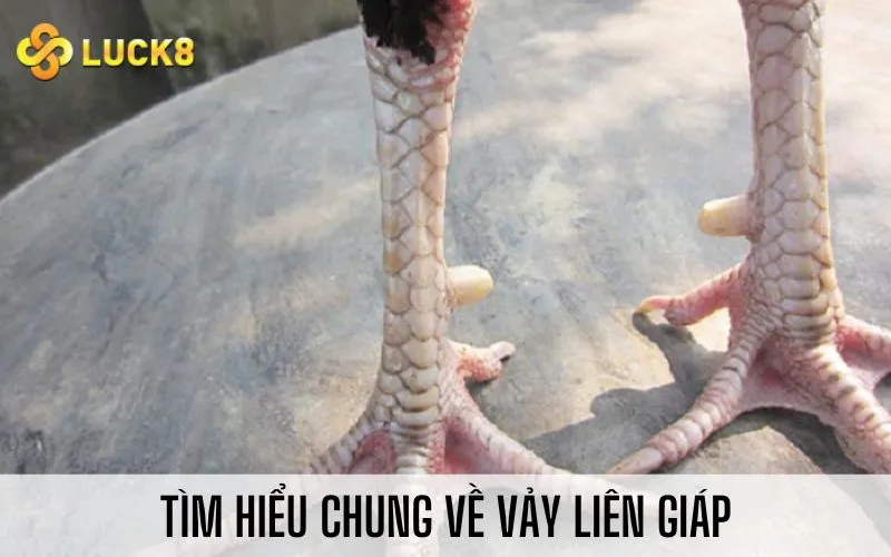 Tìm hiểu chung về vảy liên giáp
